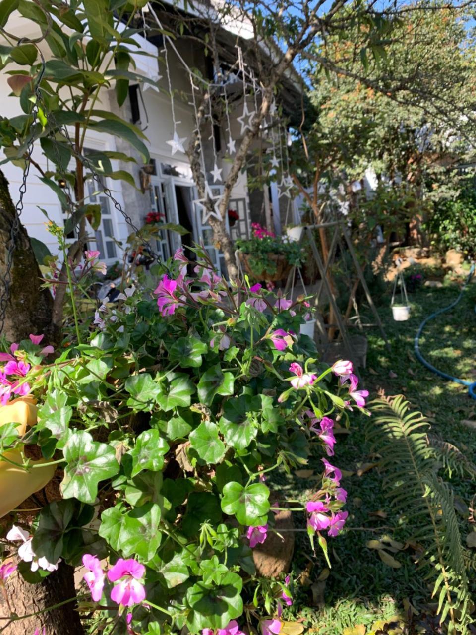 De Daisy Villa Homestay Da Lat Exterior foto